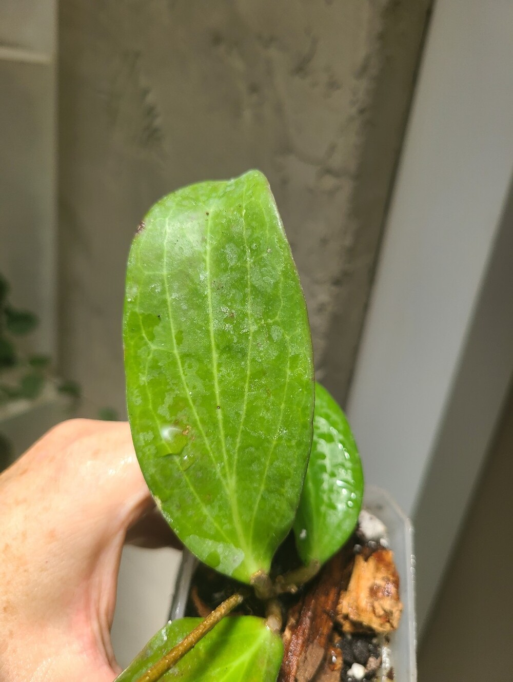 **SOLD**Hoya Merrillii Longleaf - Picture 2 of 4